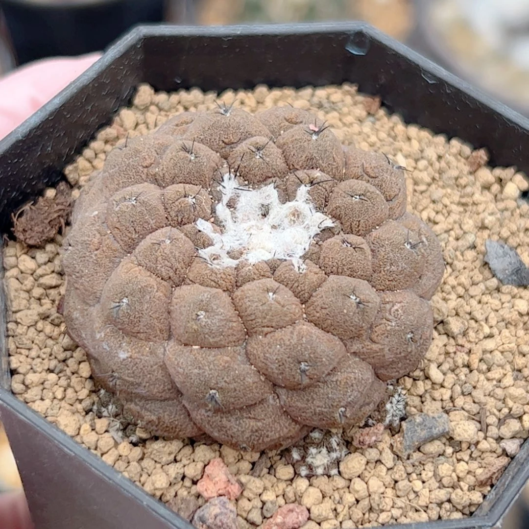 实生 蜥蜴皮4.2公分