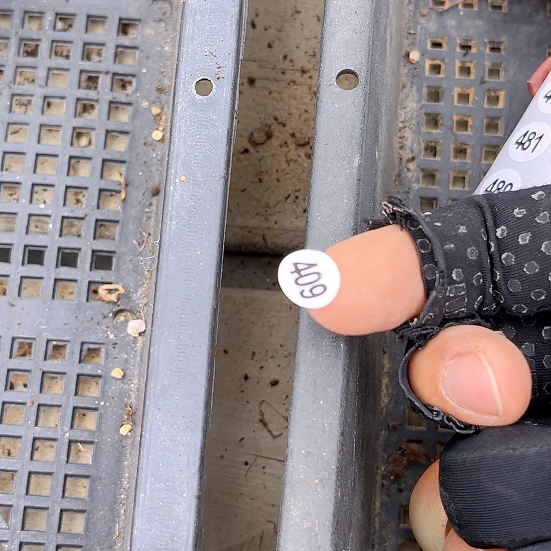 哦***y409 一物一拍多肉 充