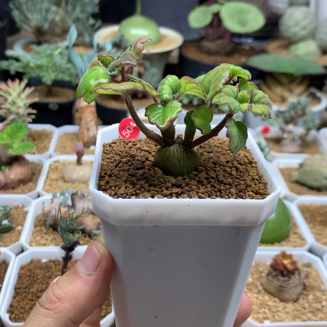 爱氏延命草多肉带盆504