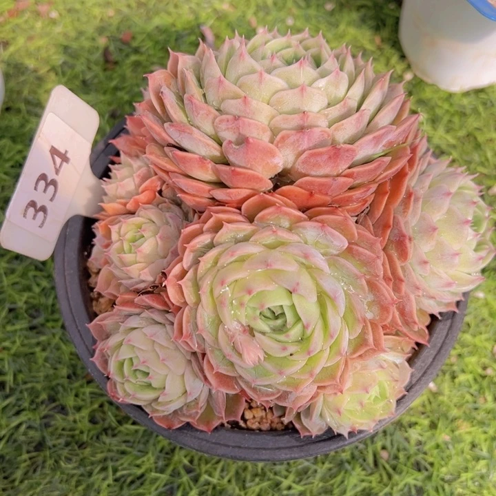 健健康康平平安安