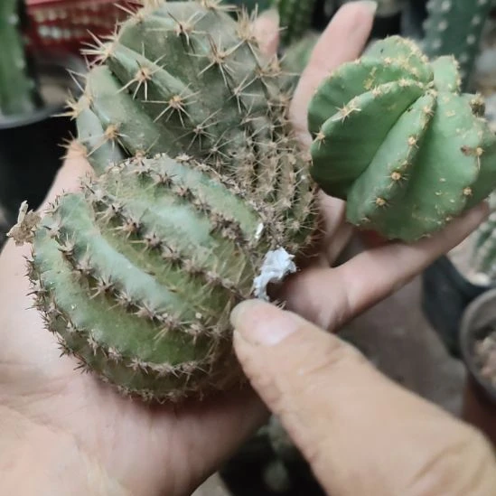 仙人球组合三个瑕疵
