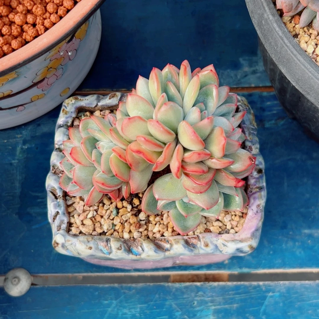 多肉植物多肉植物