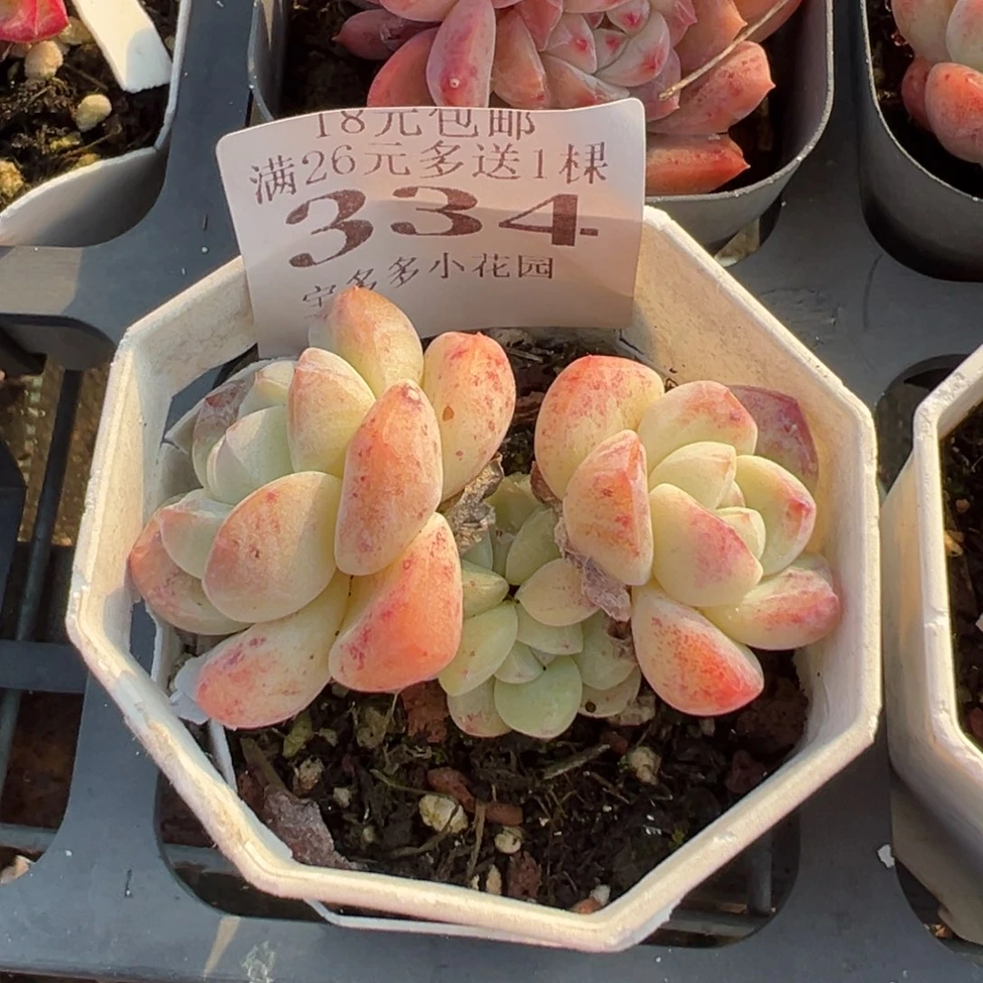 334号冰玉群一物一拍满18包邮