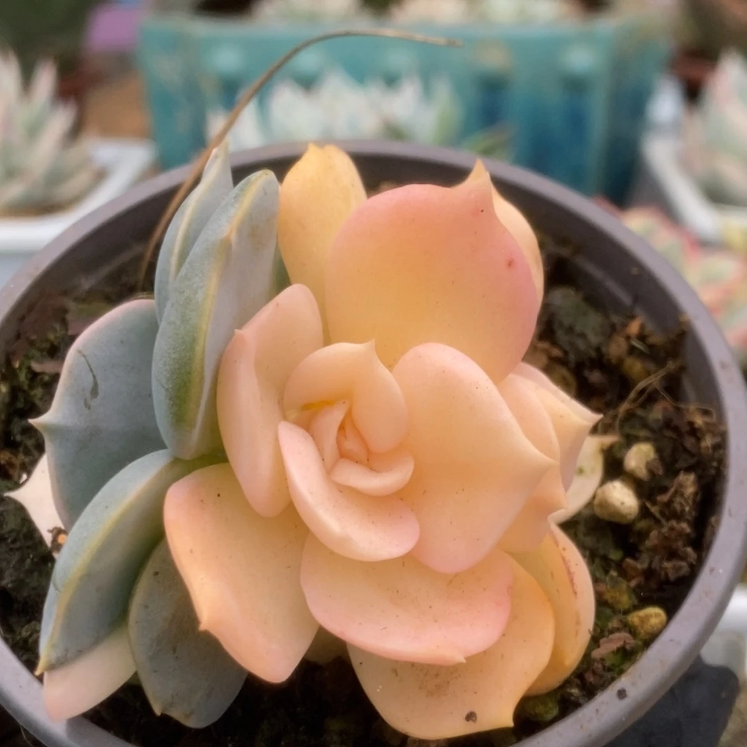 081双子座锦锦锦锦锦锦