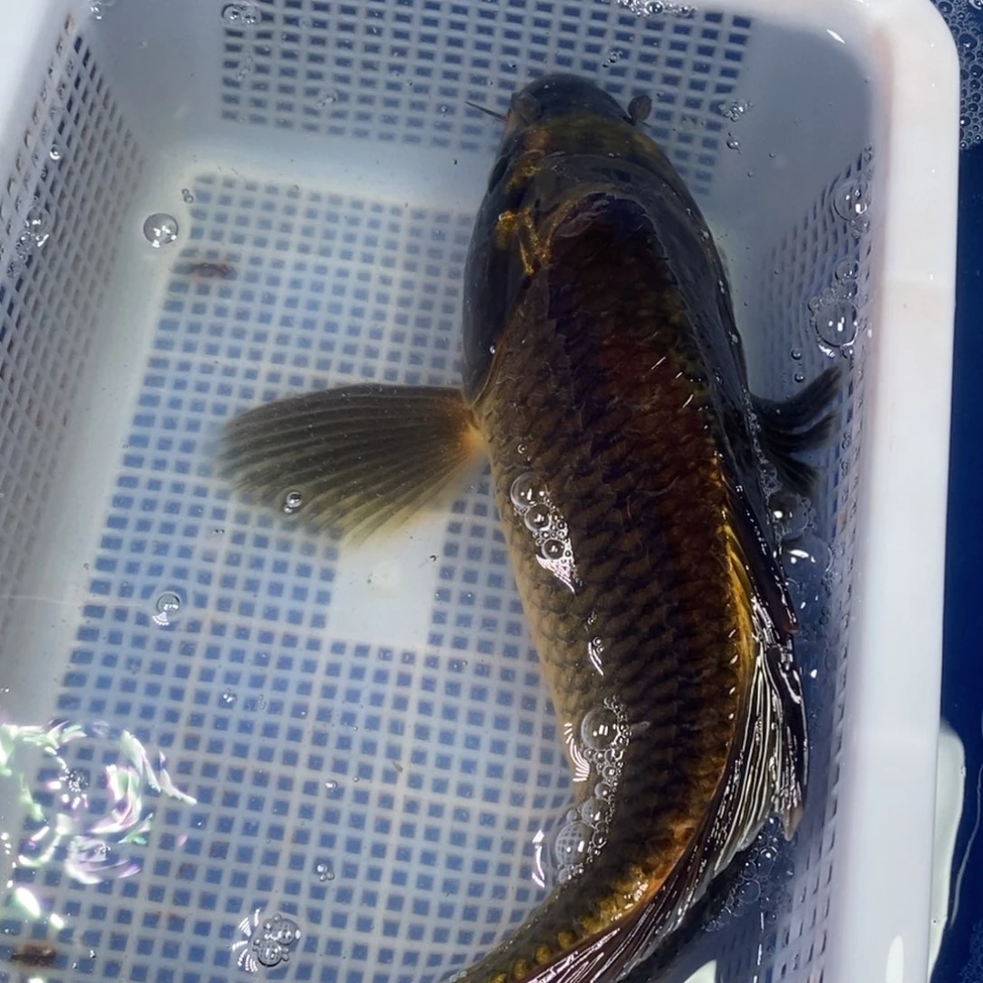 锦鲤冷水锦鲤包邮