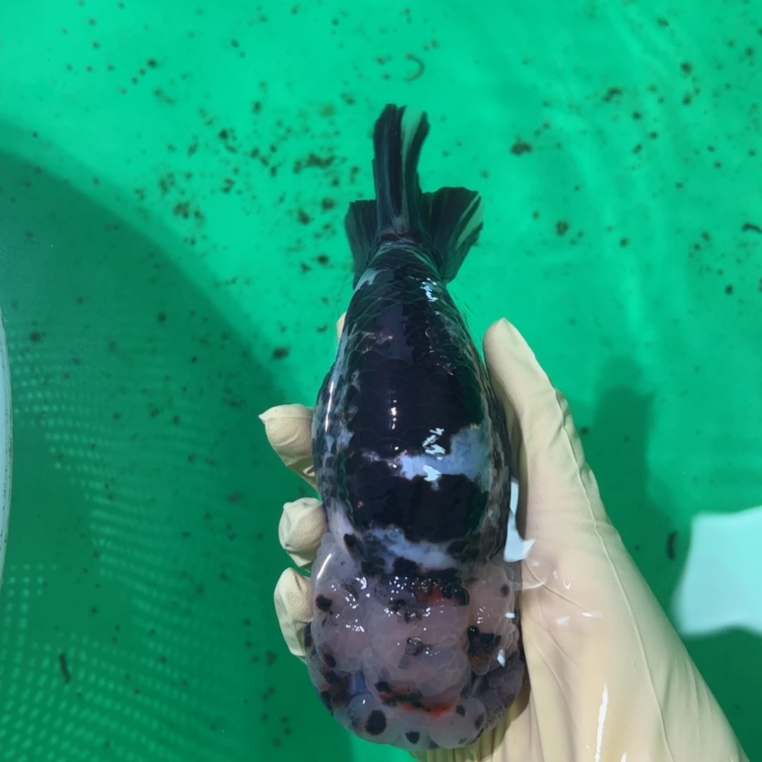 金鱼买够三条顺丰包邮陆运