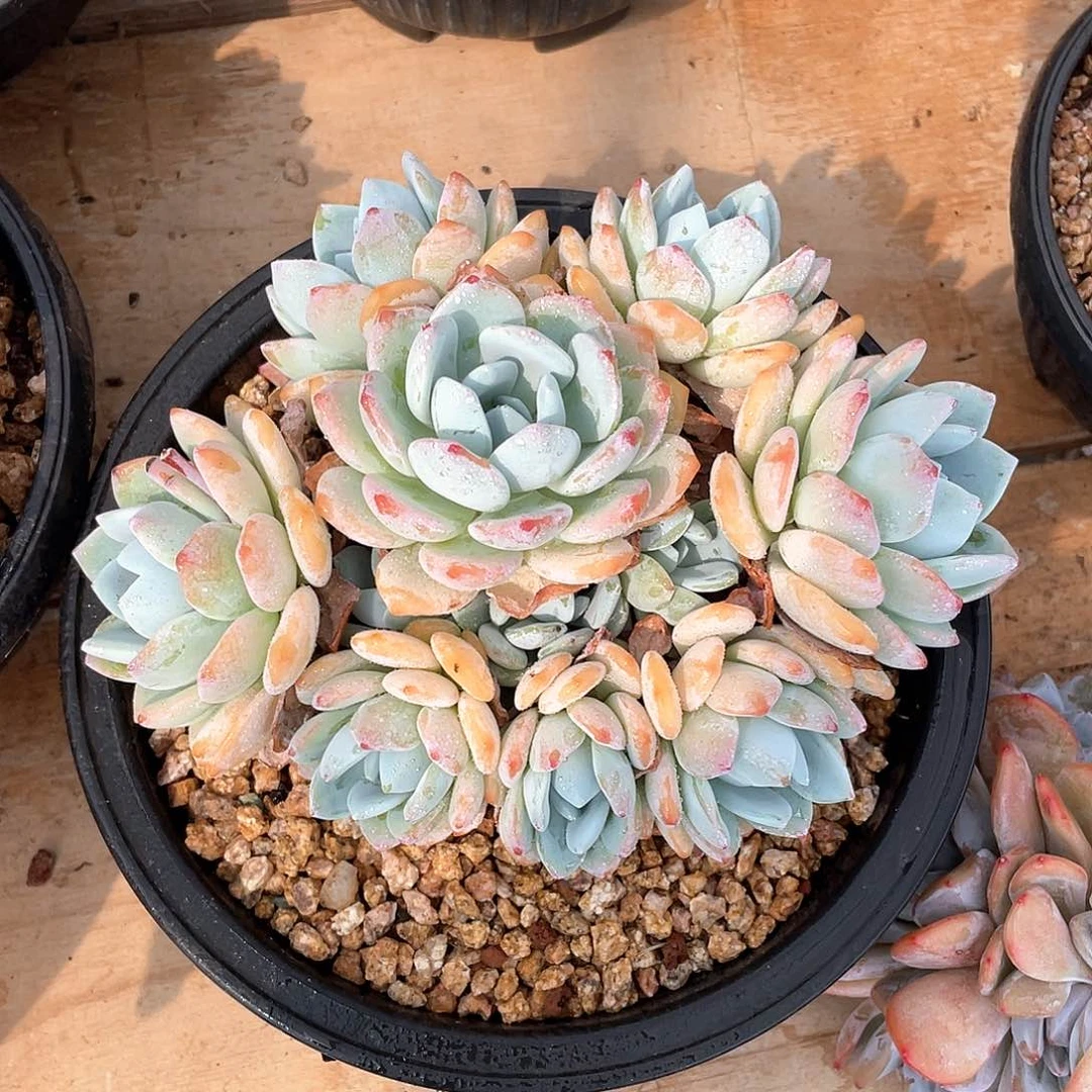 多肉植物多肉植物