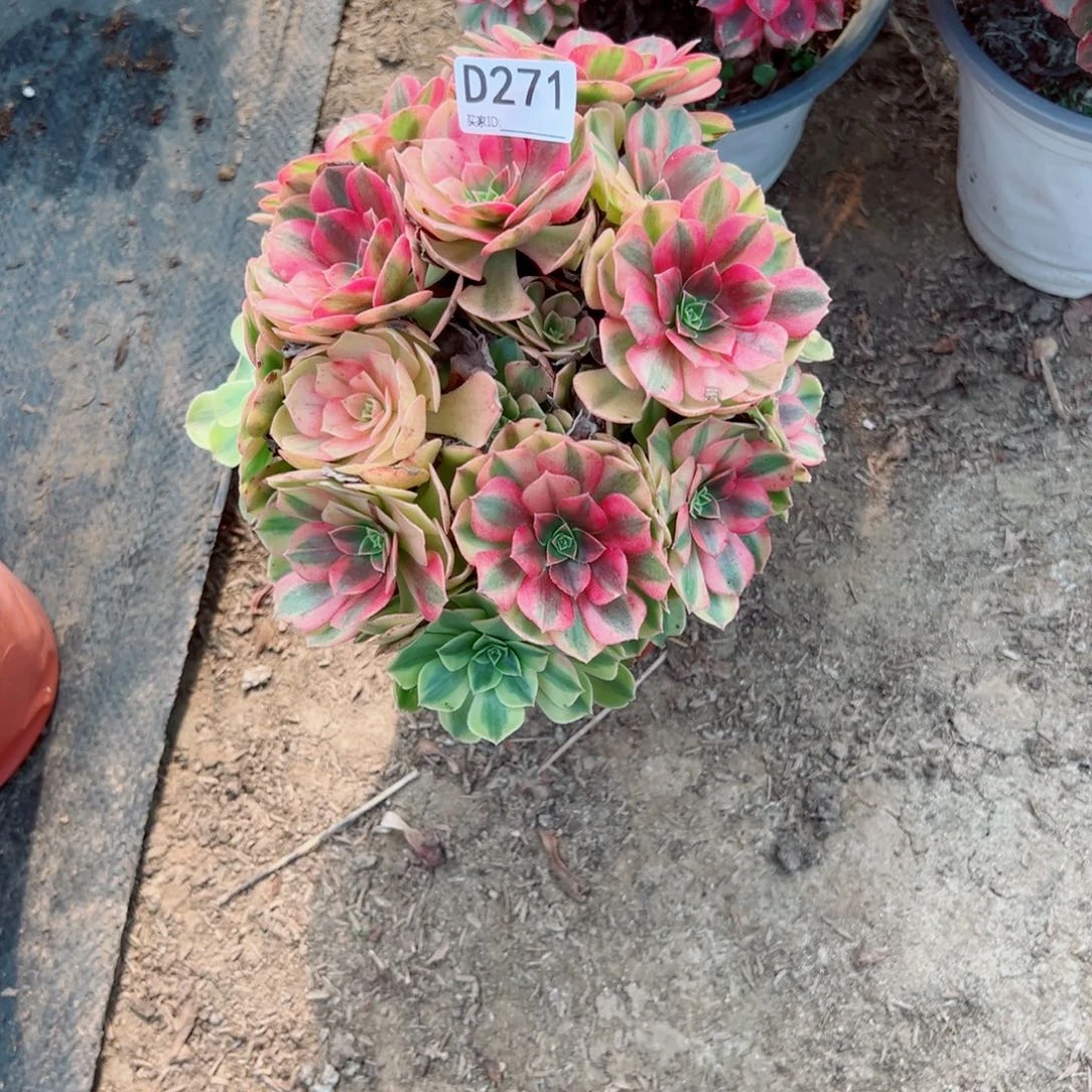 271雨荷多肉植物法师多肉