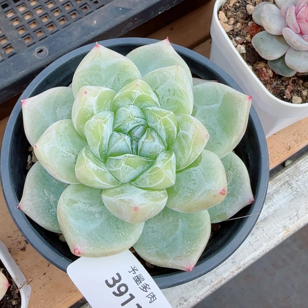 白泽珍妮，3911多肉植物