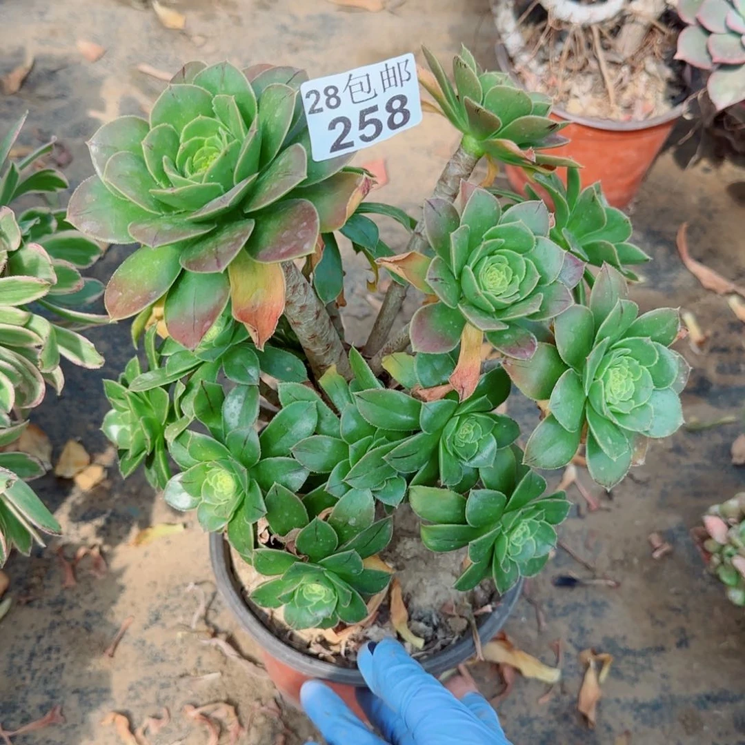 绿豆多肉258满20包邮断枝不包