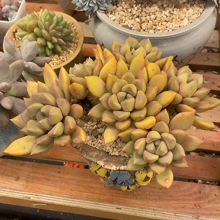 多肉植物肉肉植物