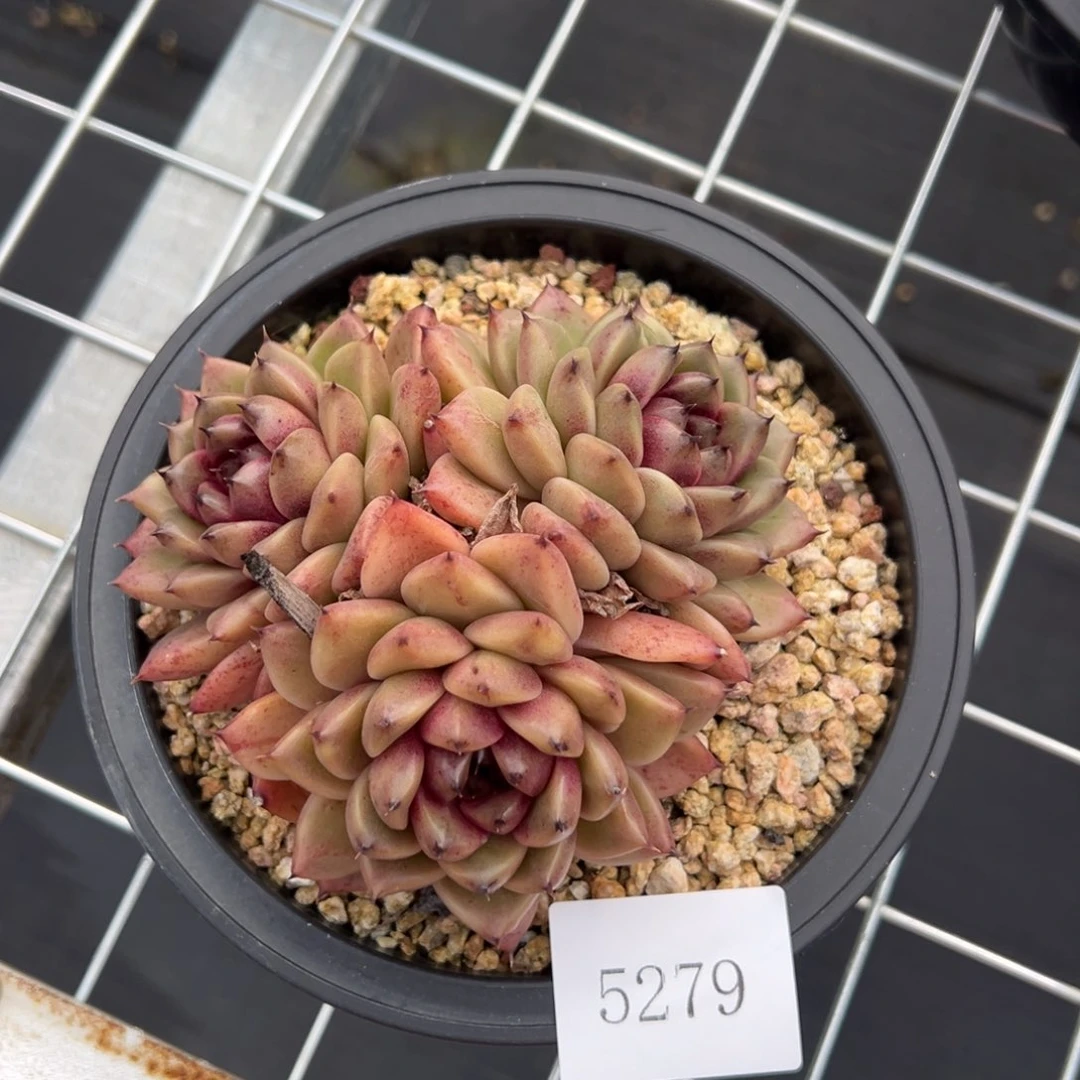 小***美5279不包整肉肉肉肉肉肉肉肉