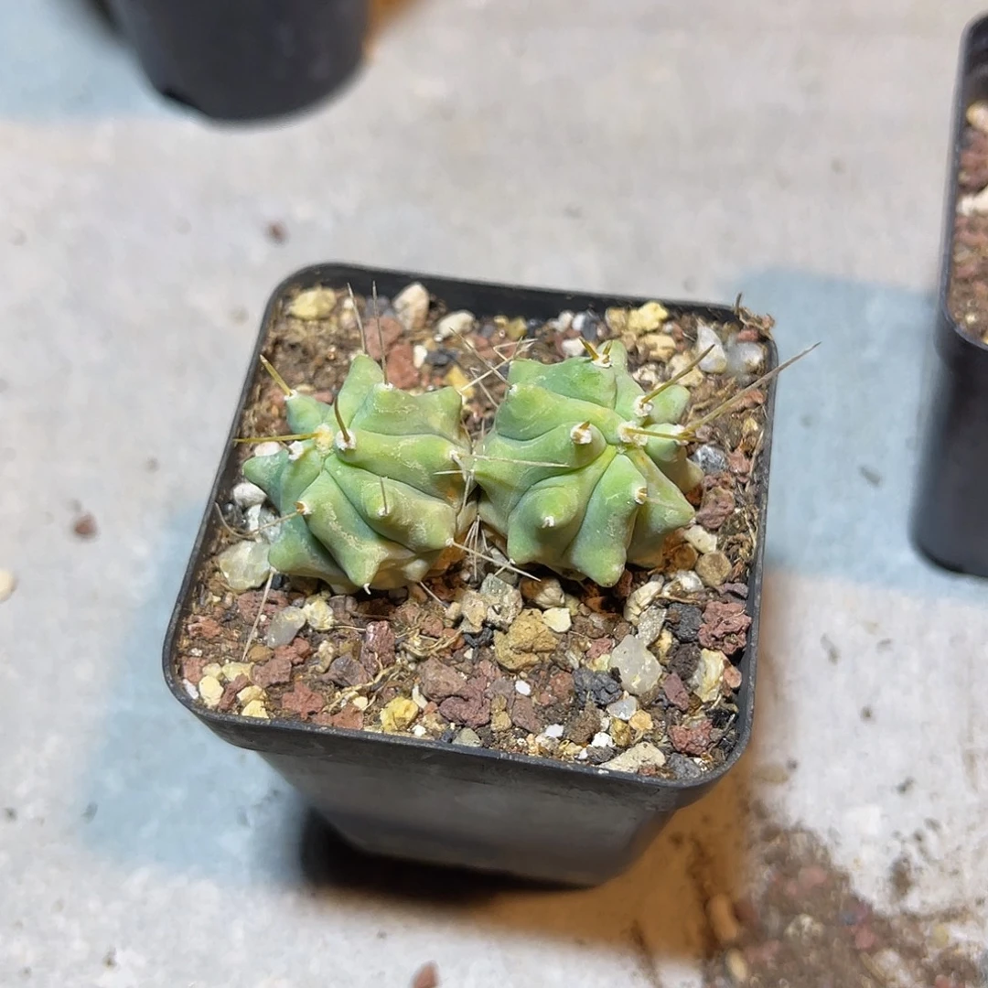 双头王冠龙仙人球