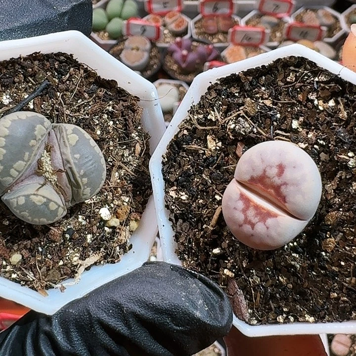 生石花114444。  6