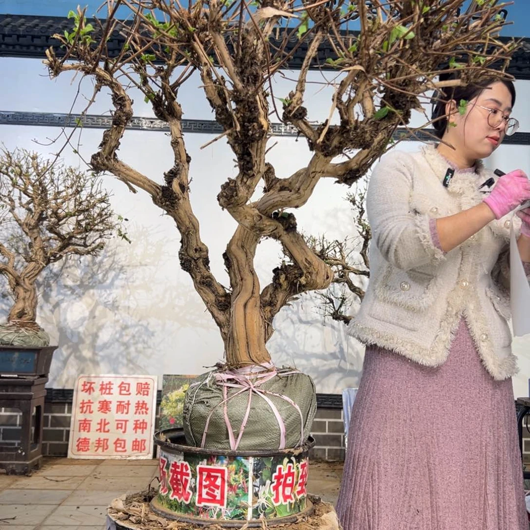 无花朵金银花8888