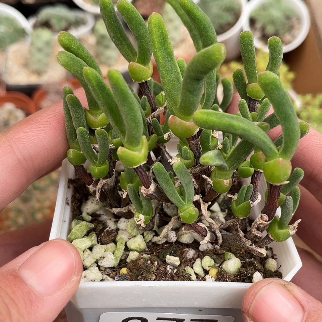 877绿花枝干兔子（满18元包邮）