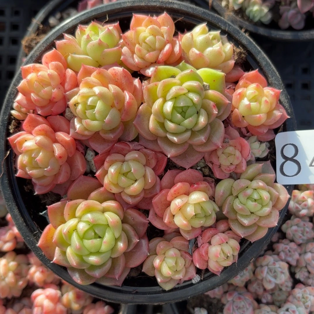 多肉植物多肉植物843