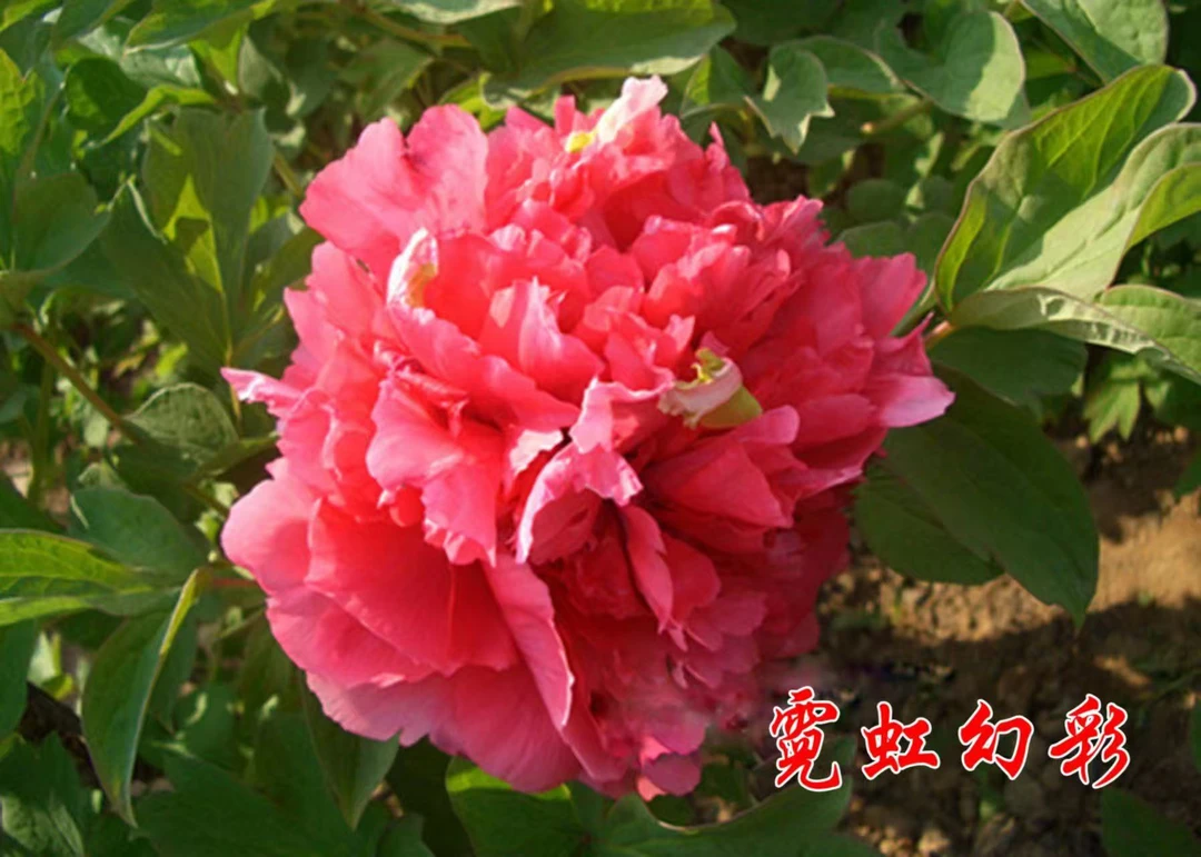 【霓虹幻彩】国色芳华同款，先发肥料，秋季发苗，菏泽基地直发