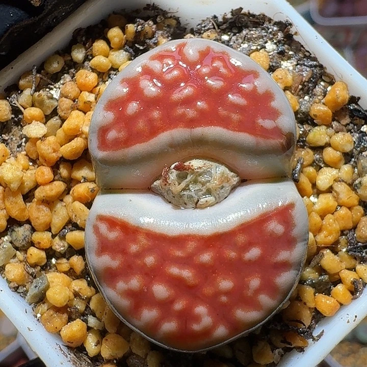 生石花3:：。在。 12号