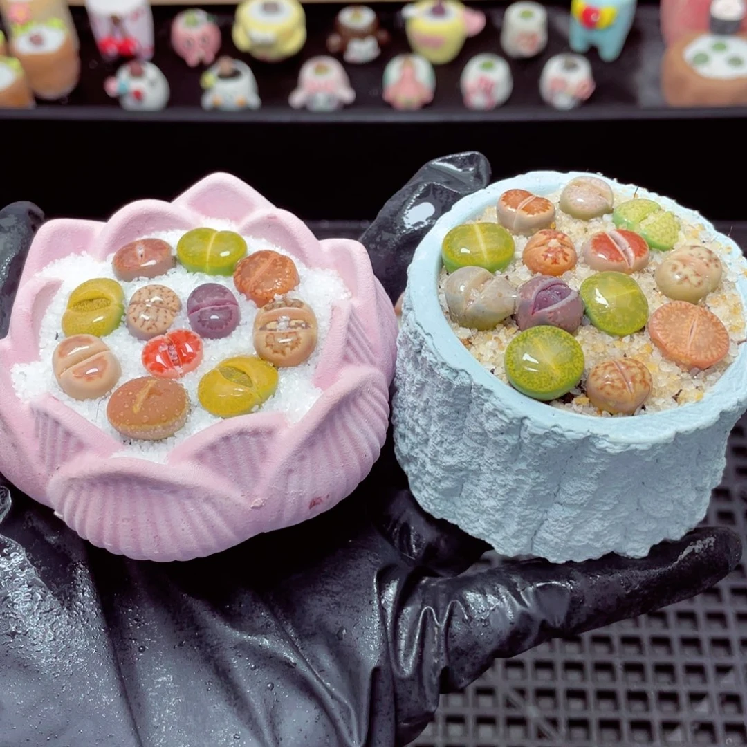 w8245 带盆土发货-零下地区拍保温箱