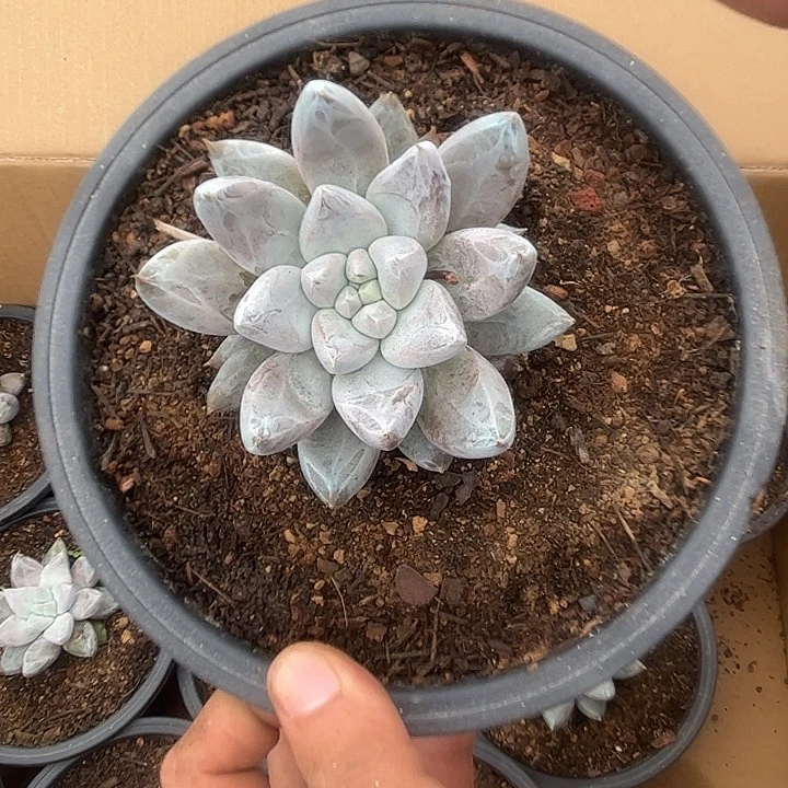 杜里万00000000000000