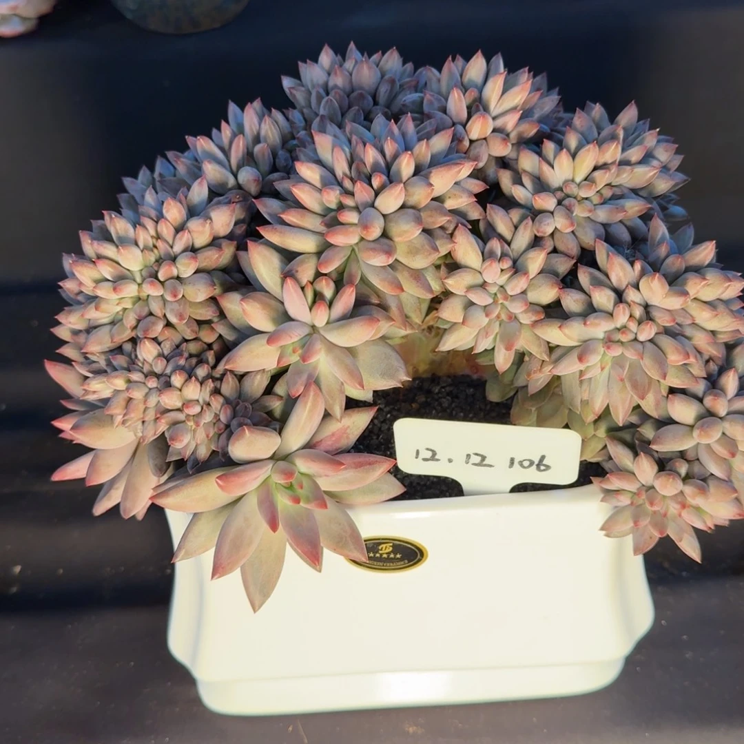 少***土一物一拍羽毛纹鱼缀106
