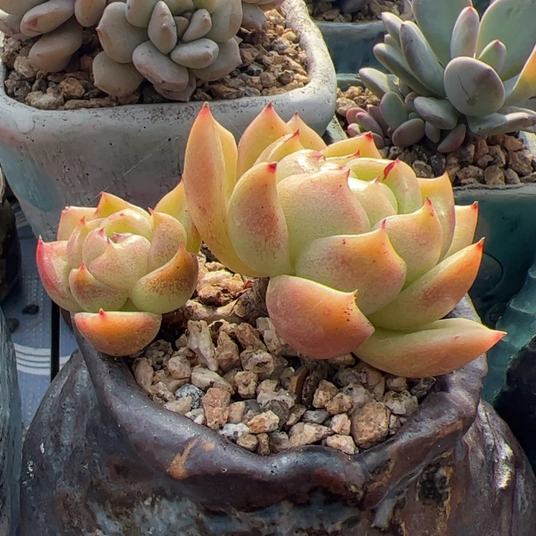 白玫瑰老桩多肉植物