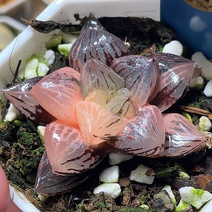794赤焰玉露锦特选福利