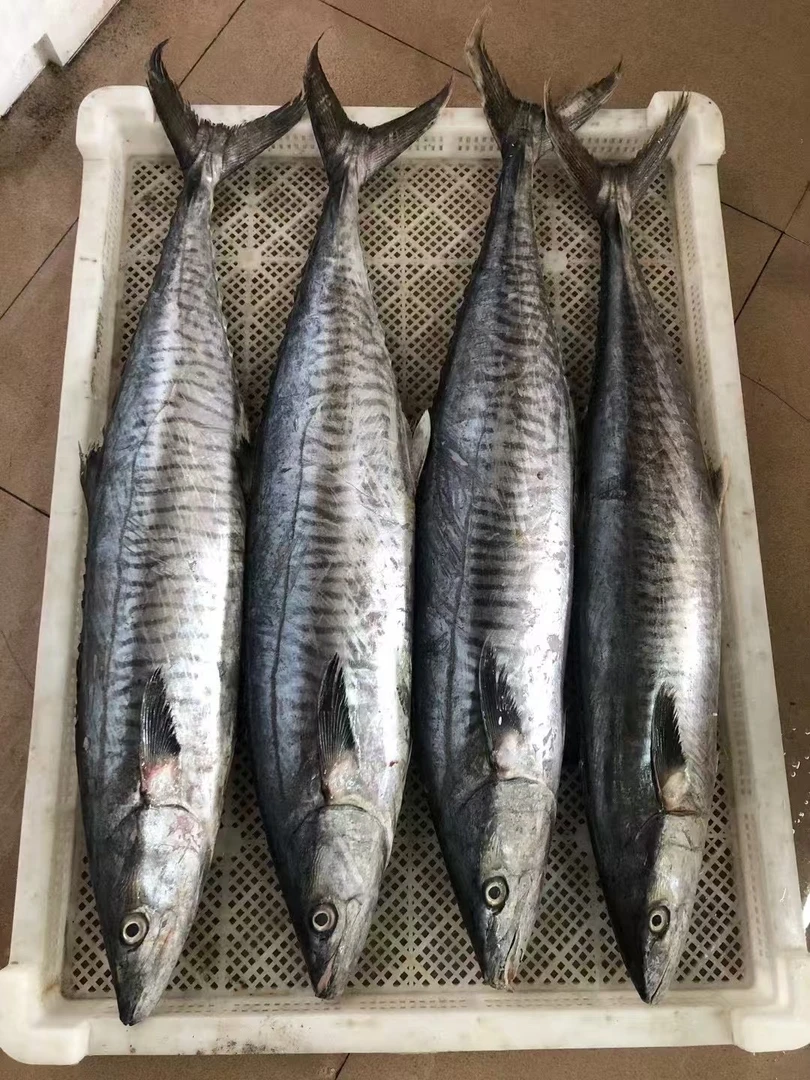 {杨姐专属}6斤博贺本港深海海吊马鲛鱼真空包装顺丰包邮