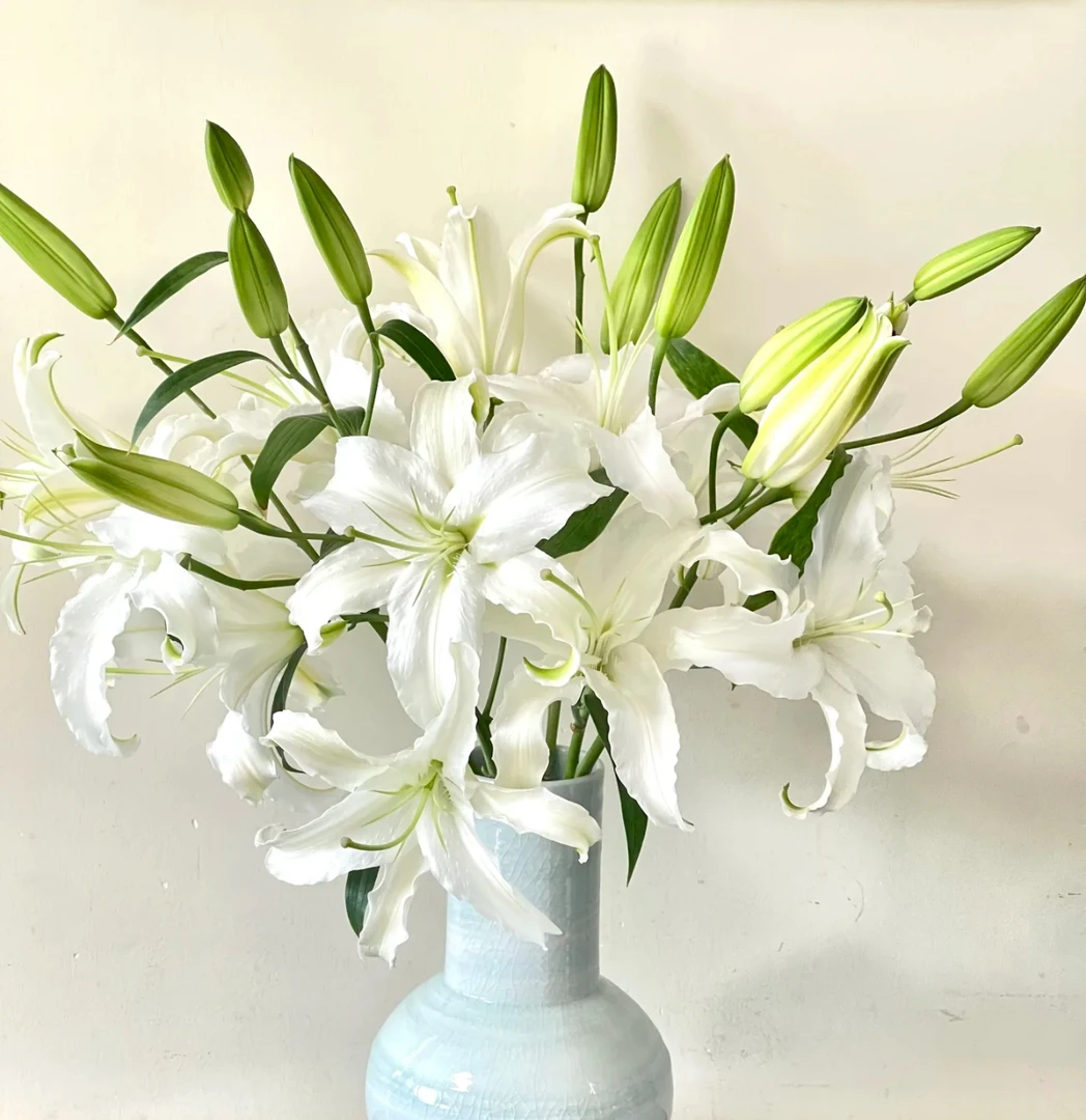 【西伯利亚AK】白色香水百合 |全场任意满两单升级快递