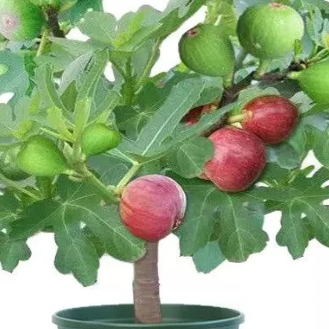 无花果树苗多品种盆栽带果发货适合南北方四季种植