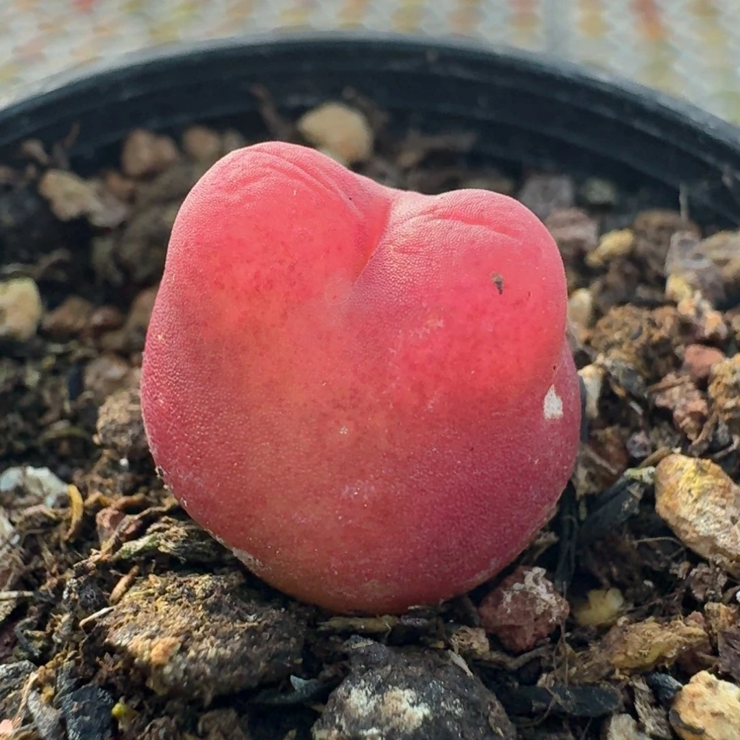 523水蜜桃带盆土发货0000000