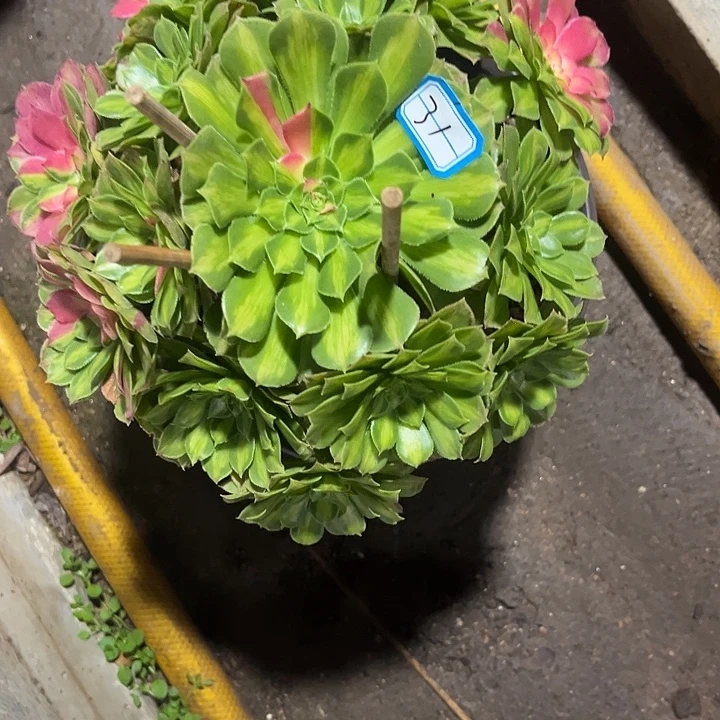 薄***凉31知否法师多肉植物