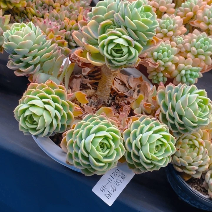 夏悦多肉0210-48哈密瓜