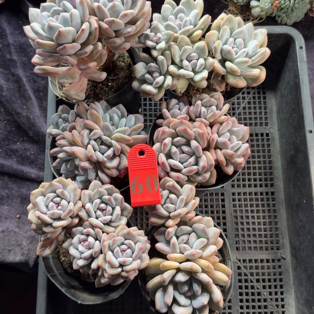 香橙带盆发60号一物一拍