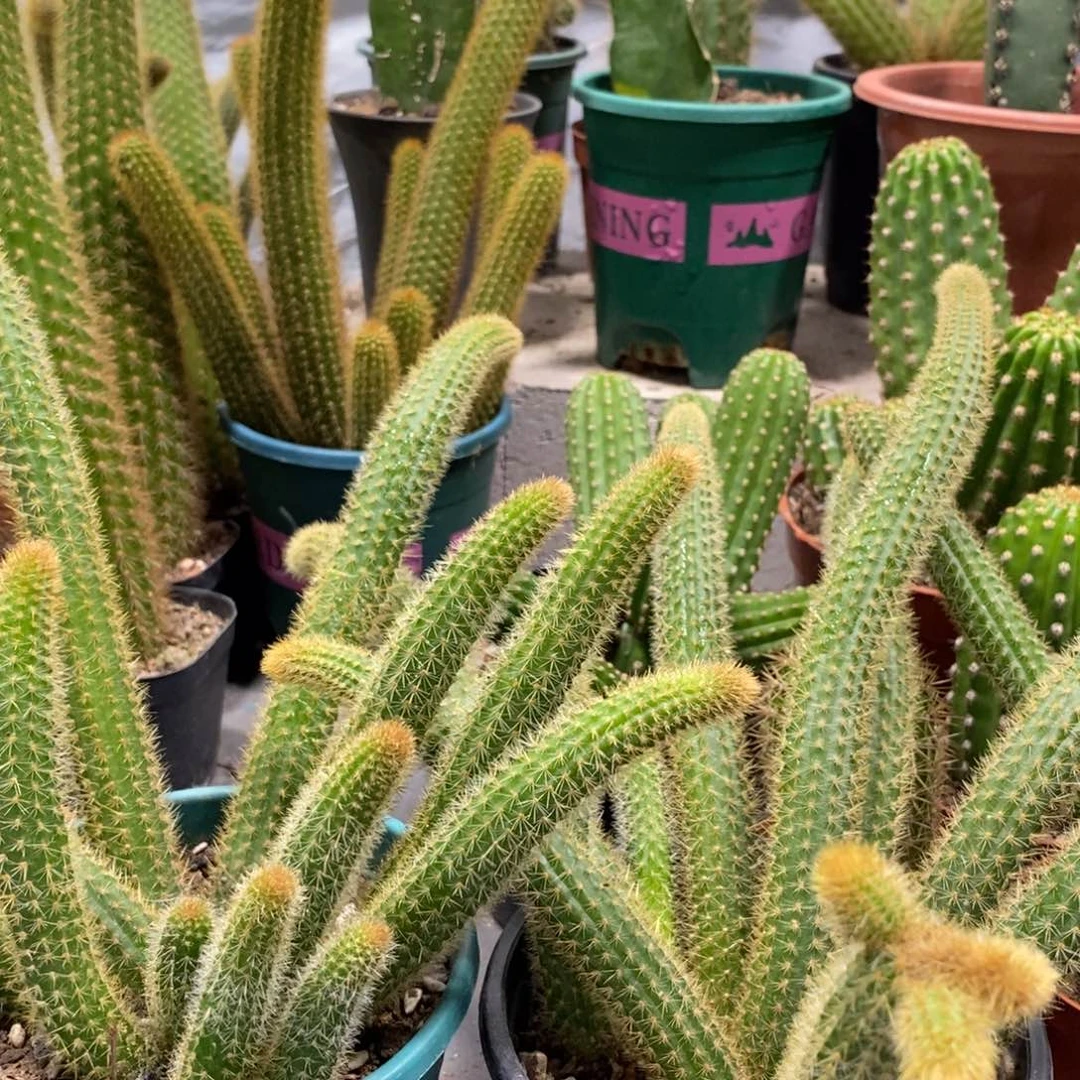 新品群生金妞红蜻蜓一杯