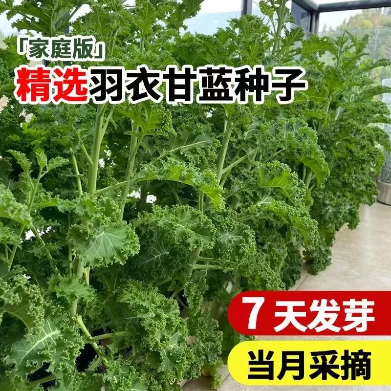 【全店满5元包邮】羽衣甘蓝种子四季播种有机高钙耐寒食用橄榄菜