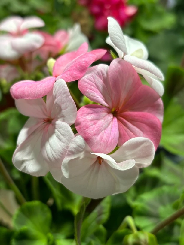 白至玫红天竺葵直立