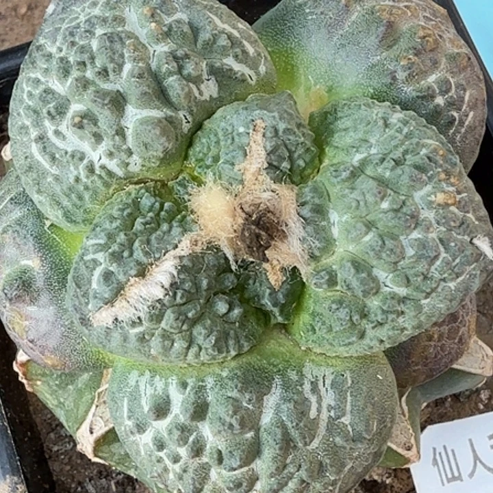 无花朵大尤哥连544