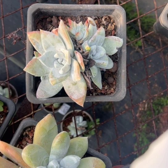 欢*এ谢谢姐姐～一物一拍2878多肉