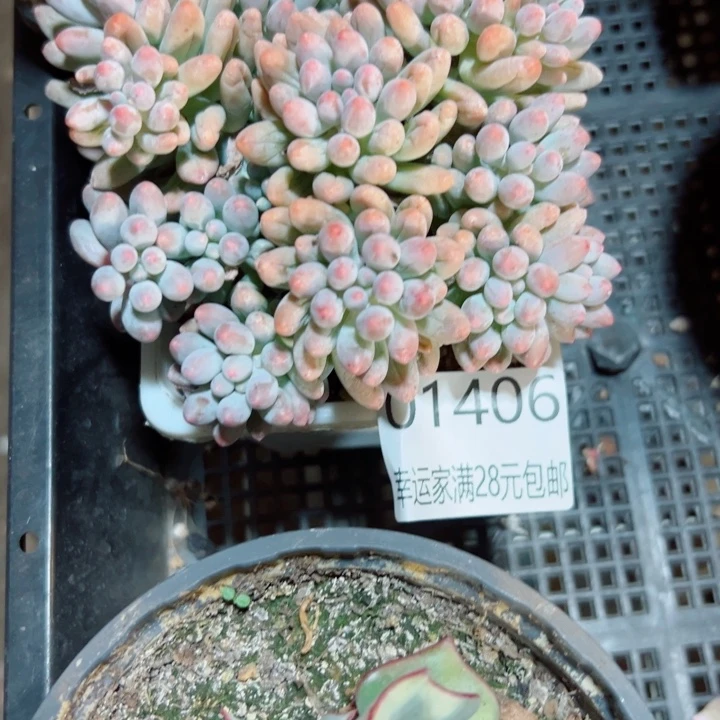 幸运儿是一位非常优秀