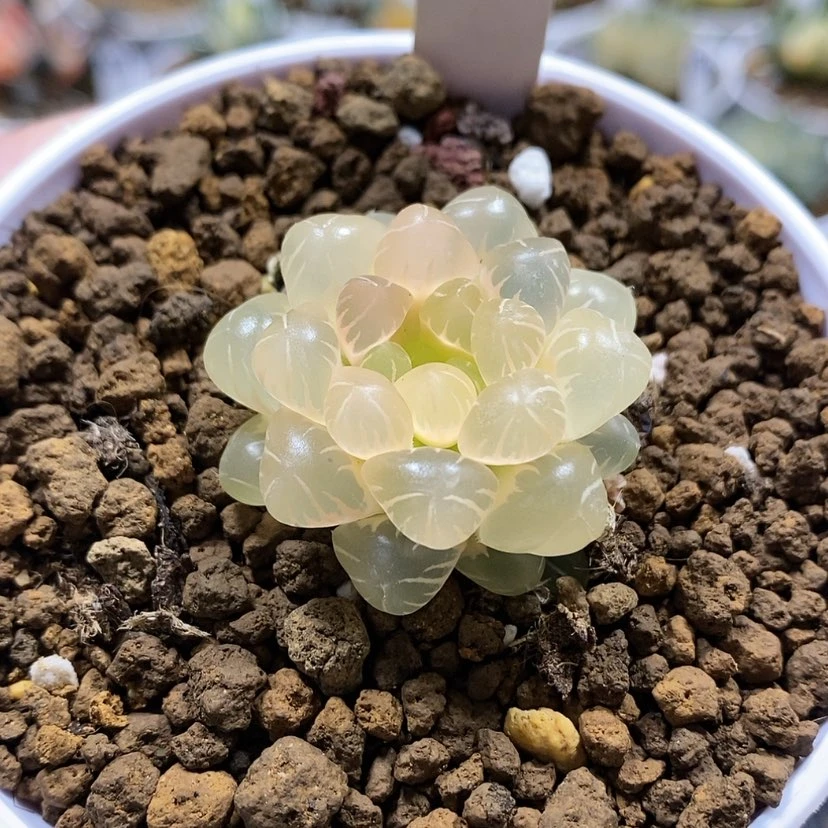 【闪购商品】50糊斑潘灯
