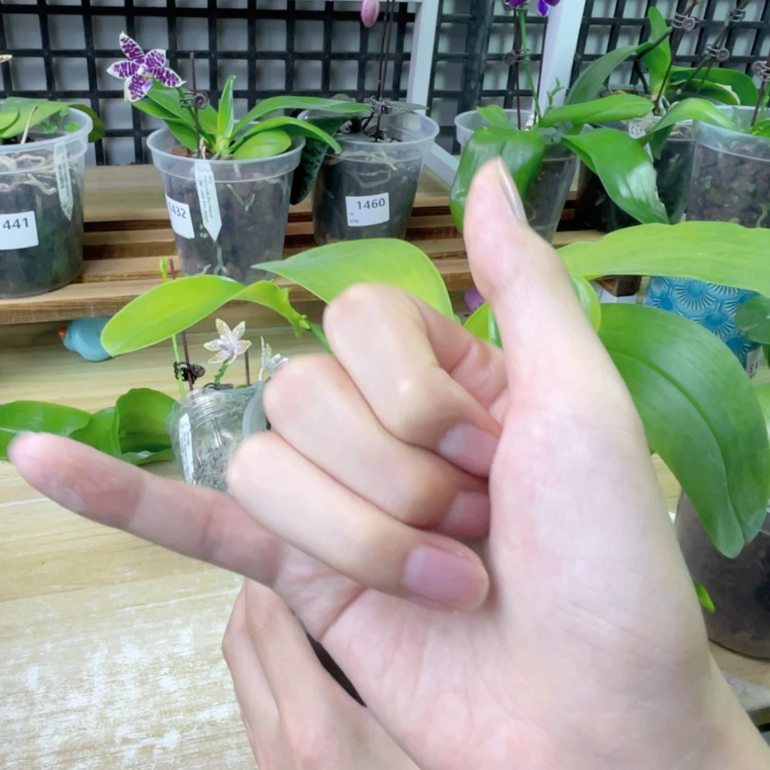 水***头完全开放山菜路德-1388