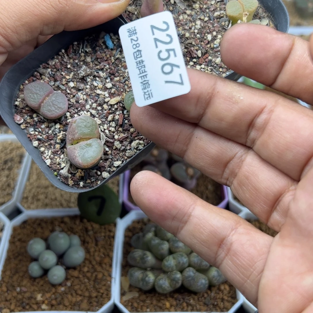 橘**廿大家过年好22567