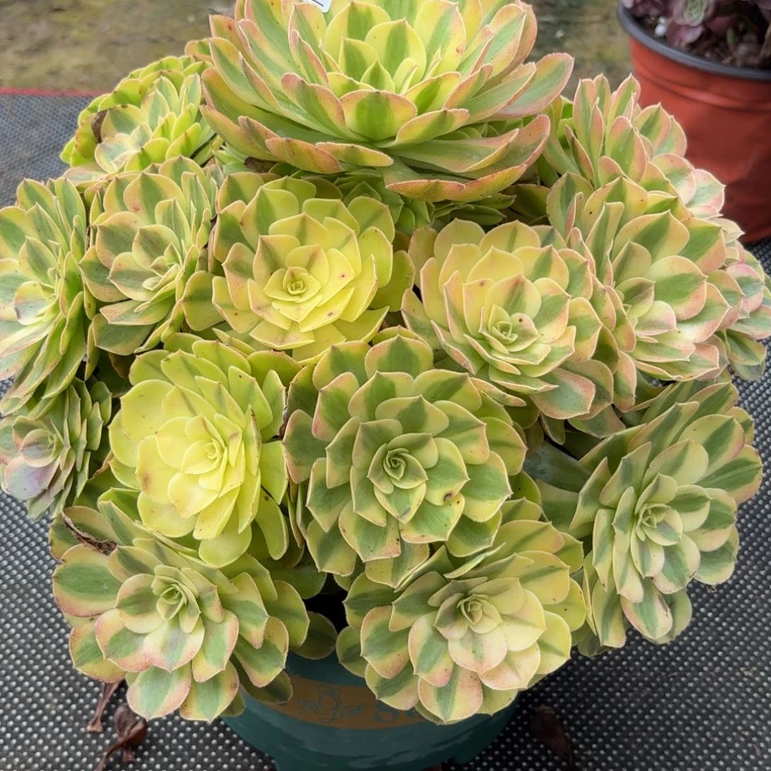 515大雨河多肉植物发货
