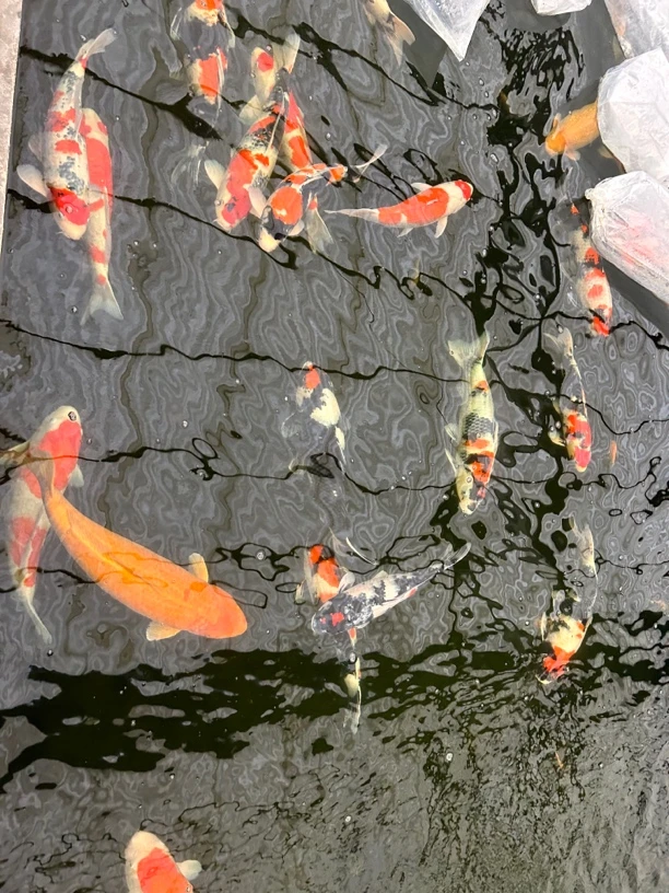 【与鲤同行-锦鲤老杜】2025年精品留养鱼 10天内发货