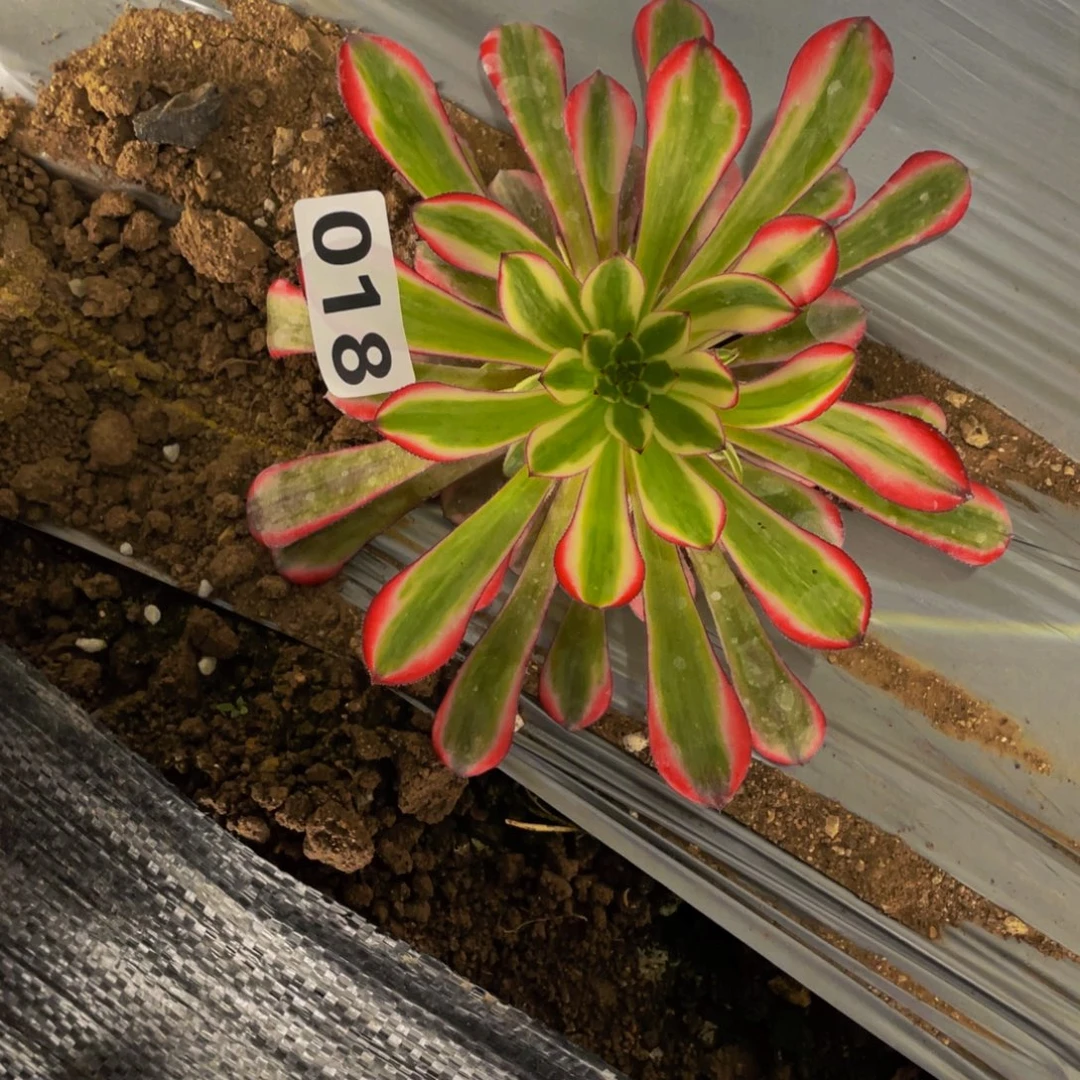 018粉铜多肉植物1