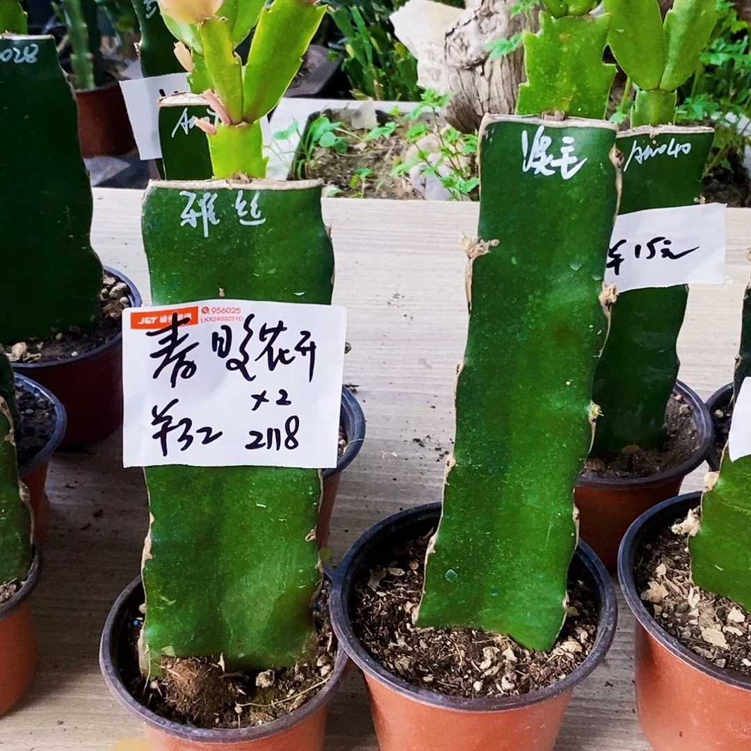 无花朵春**开雅思➕奥毛
