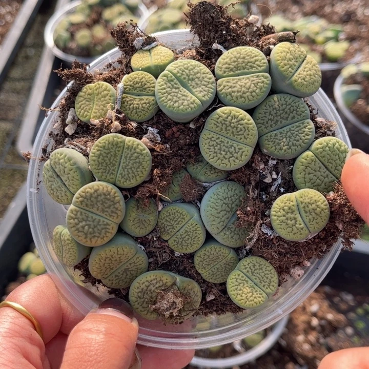 盒绿富贵88888888888