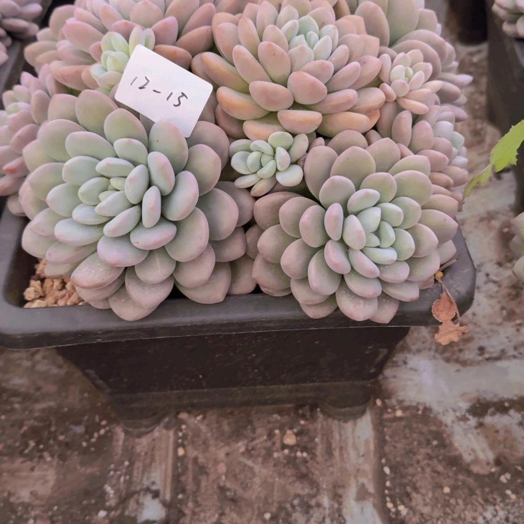 幸***心12-15貂蝉多肉植物00